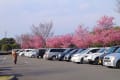 [16]駐車場の桜