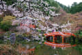 京都「醍醐寺の桜」