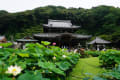 三室戸寺の紫陽花とハスの花