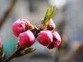 桃の節句もすぐ、ハナモモの開花は？