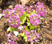 ５月３日　我が家の庭に春の花が咲きました。