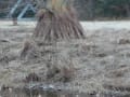 ススキ（カヤ）の乾燥中　三木山森林公園