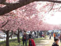 西志津河津桜まつり（千葉県佐倉市西志津三丁目 西志津スポーツ等多目的広場・西志津スポーツ等多目的施設）