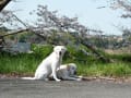 虚空蔵谷川へ、お花見に行って来ました。