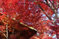 2018/11/26~28京都紅葉見物の旅は晴天に恵まれ感動しました