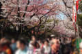 上野公園でお花見