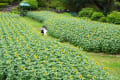 サマー フェア・広島市植物公園　220717