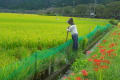 田んぼの案山子となまこ壁　（松崎町）