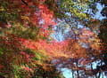 小国神社の紅葉