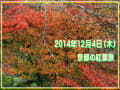 2014年12月4日京都紅葉を愛でて