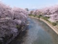 桜の景色