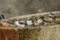 いろんな野鳥写真撮り