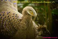 [11]Grey Peacock-Pheasant21Jan2014-01a-s.JPG