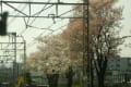 4月9日　春の町田市能ヶ谷で桜などを撮影