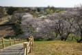 さきたま古墳公園の桜