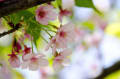 三浦・河津桜