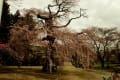 河岸段丘の桜の開花・差が顕著