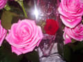 ピンクのバラの中に真赤なバラが１輪