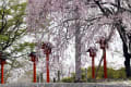 妙見神社の枝垂れ桜_140404