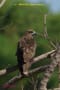 [13]Black-eared Kite27Nov2011-03p-s.jpg