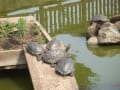 オオムラサキ（荒川自然公園）