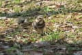 [86]ツグミさん(2018.2.17)北山公園