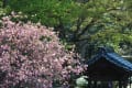 鎌倉・妙本寺の桜＆海棠