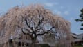 2011年京都御所の廻りで桜満開