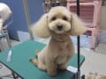 トリミング犬ご紹介　５0枚