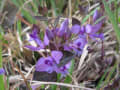 高知県西部に咲く花