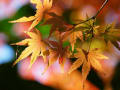 佐賀仁比山神社の紅葉ｐ２（１１月末）