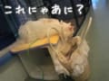 ＊コケの動物園＊