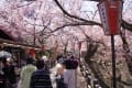 2014年4月14日　高遠城址公園桜まつり