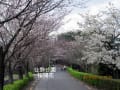 公渕公園、”花の饗宴”！