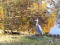 [31]自然観察園 池と青鷺２