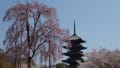 2011年京都東寺の桜