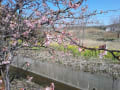 浜岡砂丘河津桜