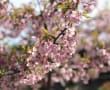 家の近くの河津桜見てきた