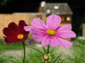 北海道のガーデンで咲き誇る花たち