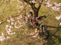 桜ライド（ＫＳＢ～西海岸）