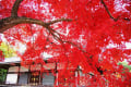 京都の紅葉　その３　(仁和寺）