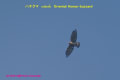 [57]Oriental Honey-bussard14Feb2012-01p-s.jpg