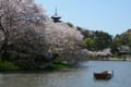 4月19日（水）晴、サクラはすっかり散れてツツジが咲き競う、サクラの思い出。