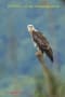 [95]White-bellied Sea Eagle12Aug2011-07p-s.jpg