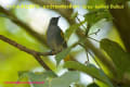 [20]Grey-bellied Bulbul17Apr2014-02a-s.jpg