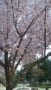 錦公園の桜も満開