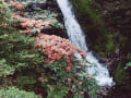 滝と花
