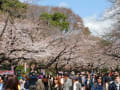 上野公園より谷中そして新宿御苑