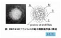 新型コロナウイルスを歴史に学ぶ