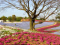 ネモフィラ満開：太田北部運動公園／桐生名物ひもかわ：ふる川